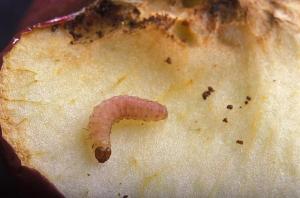 france tuber worm